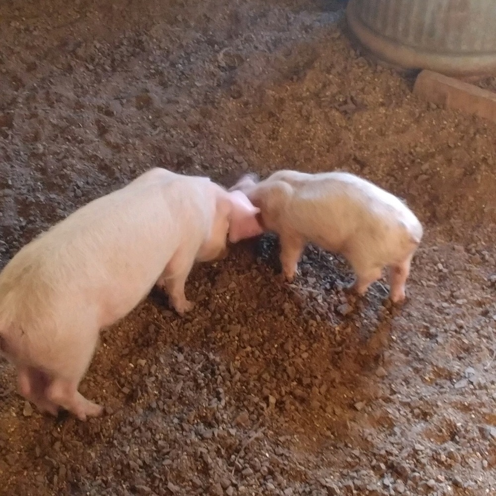 Meet your Posher, Liberty